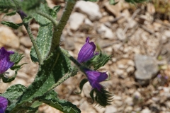 Echium vulgare pustulatum