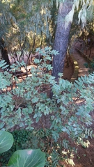 Hypericum grandifolium