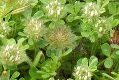 Trifolium cherleri