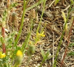 Trifolium sylvaticum