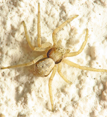 Philodromus cespitum