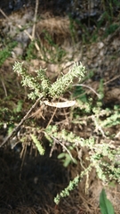 Adenocarpus foliolosus