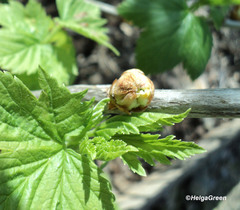 Cecidophyopsis ribis