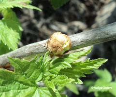 Cecidophyopsis ribis