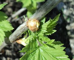 Cecidophyopsis ribis