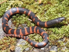 Geophis duellmani