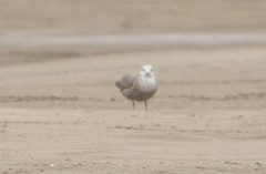 Larus argentatus × hyperboreus