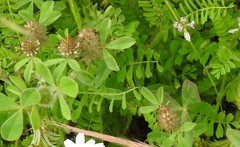 Trifolium sylvaticum
