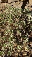 Pterocephalus lasiospermus