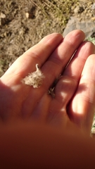 Pterocephalus lasiospermus