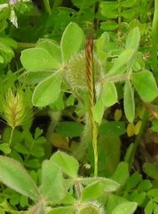 Trifolium hirtum