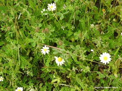 Trifolium sylvaticum