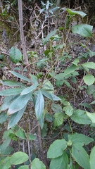 Digitalis canariensis