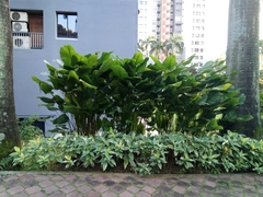 Thaumatococcus daniellii