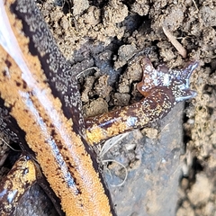 Plethodon larselli