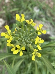 Erysimum rhaeticum