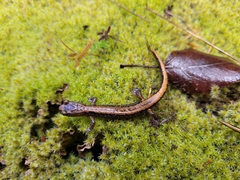 Plethodon larselli