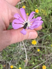 Acmaeoderini