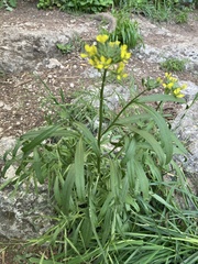 Erysimum rhaeticum