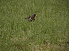 Turdus pilaris