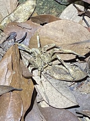 Heteropoda pingtungensis