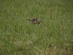 Turdus pilaris