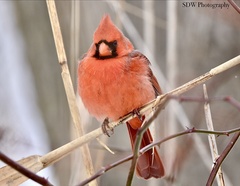 Cardinalis cardinalis
