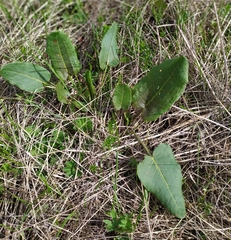 Bistorta officinalis