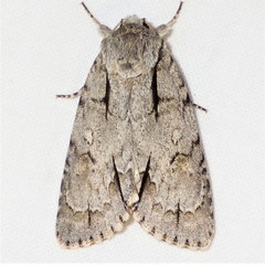 Acronicta laetifica