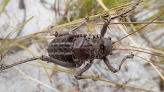 Hetrodes pupus