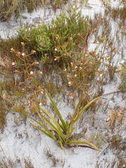 Eulophia tristis