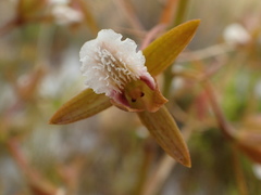 Eulophia tristis