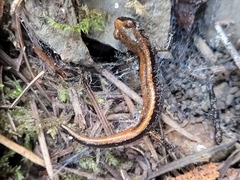 Plethodon larselli