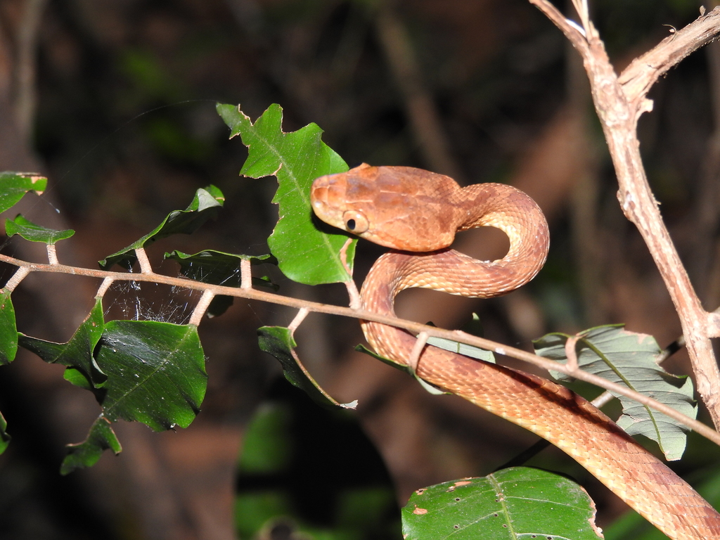 Travancore Cat Snake