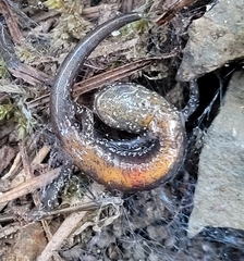 Plethodon larselli
