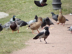 Corvus cornix