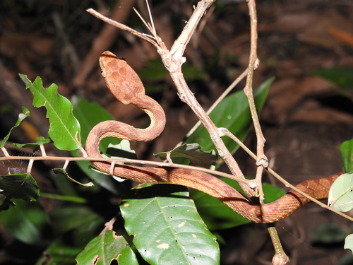 Photo of a Pirmad Cat Snake (Boiga dightoni)