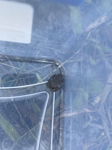 Microhylidae image