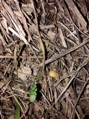 Lamprohiza mulsantii