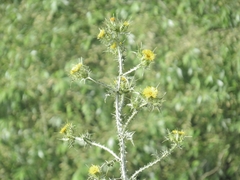 Scolymus maculatus