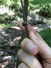 Pachypsylla celtidisgemma