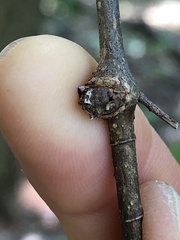 Pachypsylla celtidisgemma