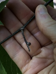 Pachypsylla celtidisgemma