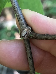 Pachypsylla celtidisgemma