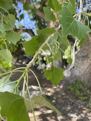Populus fremontii