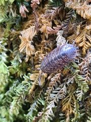 Protracheoniscus politus