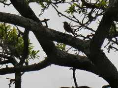 Phoenicurus ochruros gibraltariensis