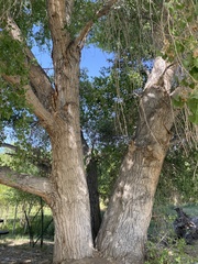 Populus fremontii