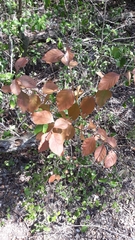 Citharexylum berlandieri