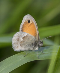 Coenonympha pamphilus